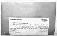Pertusaria panyrga image